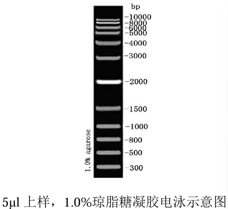 1kb plus DNA Ladder