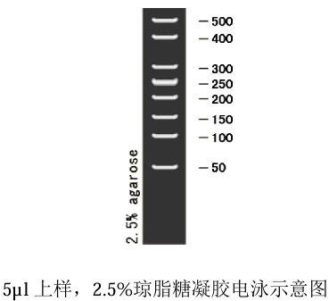 50bp DNA Ladder
