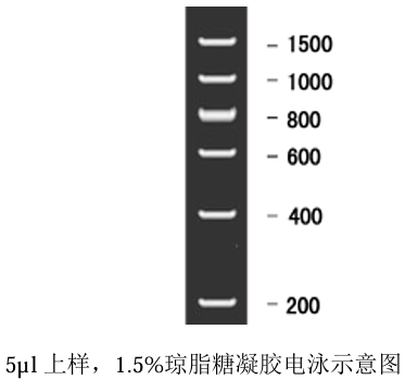 Marker Ⅱ DNA Ladder