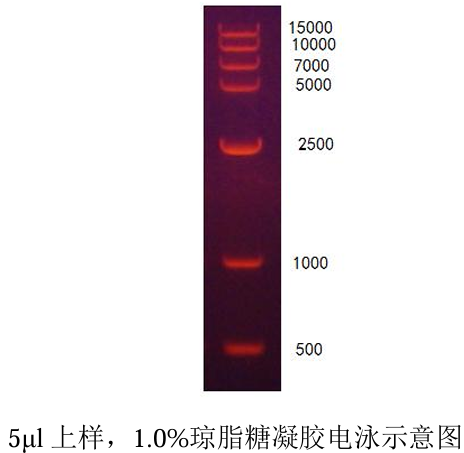 DL15000 DNA Ladder