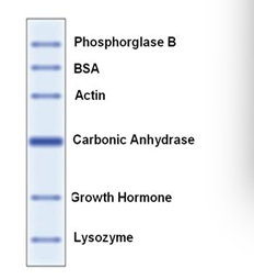 Prestained Protein Marker(14.4kD-97.4kD)