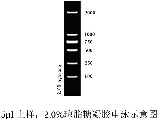D2000 DNA Ladder