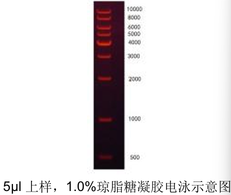 1kb DNA Ladder