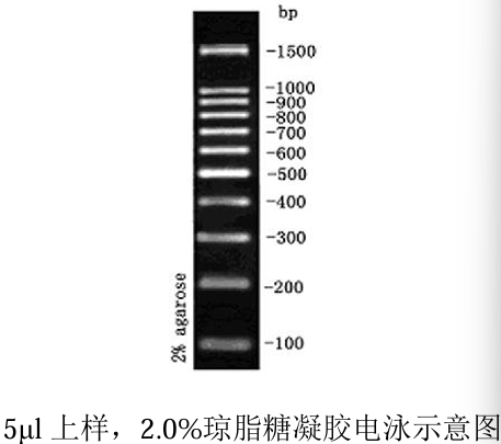 100bp DNA Ladder